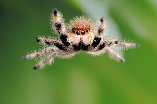 Are jumping spider poisonous ? - Spooder Nook