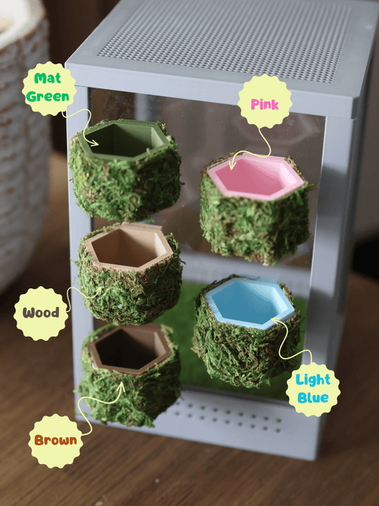 Jumping Spider Feeding Dish Covered with Real Moss jumping spider - Spooder Nook