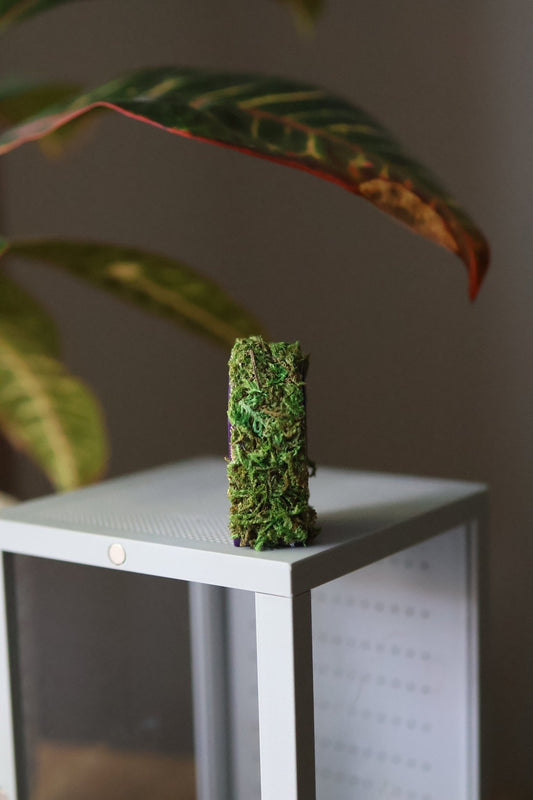 Jumping Spider Hide - Coffin Shape, Magnetic Spooder Decoration jumping spider - Spooder Nook