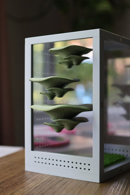 Mushroom Ledges for Jumping Spider Enclosures jumping spider - Spooder Nook