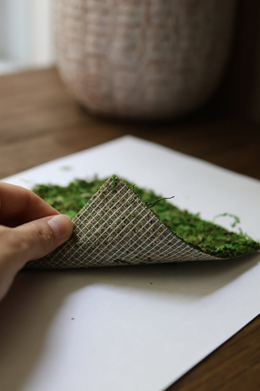 Natural Moss Mat for Jumping Spider, Reptile, or Amphibian Terrariums jumping spider - Spooder Nook