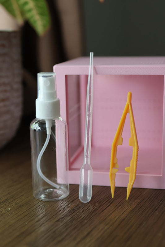 jumping-spider-enclosure-juvenile