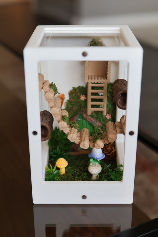 Jumping Spider Enclosure – Nature’s Refuge with Natural Moss