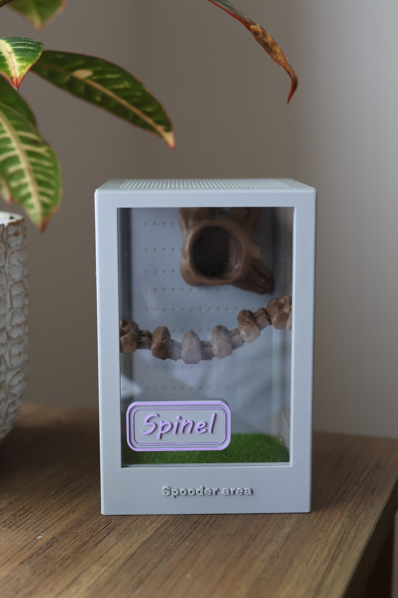 Custom Enclosure Name Tag – 3D Printed jumping spider - Spooder Nook