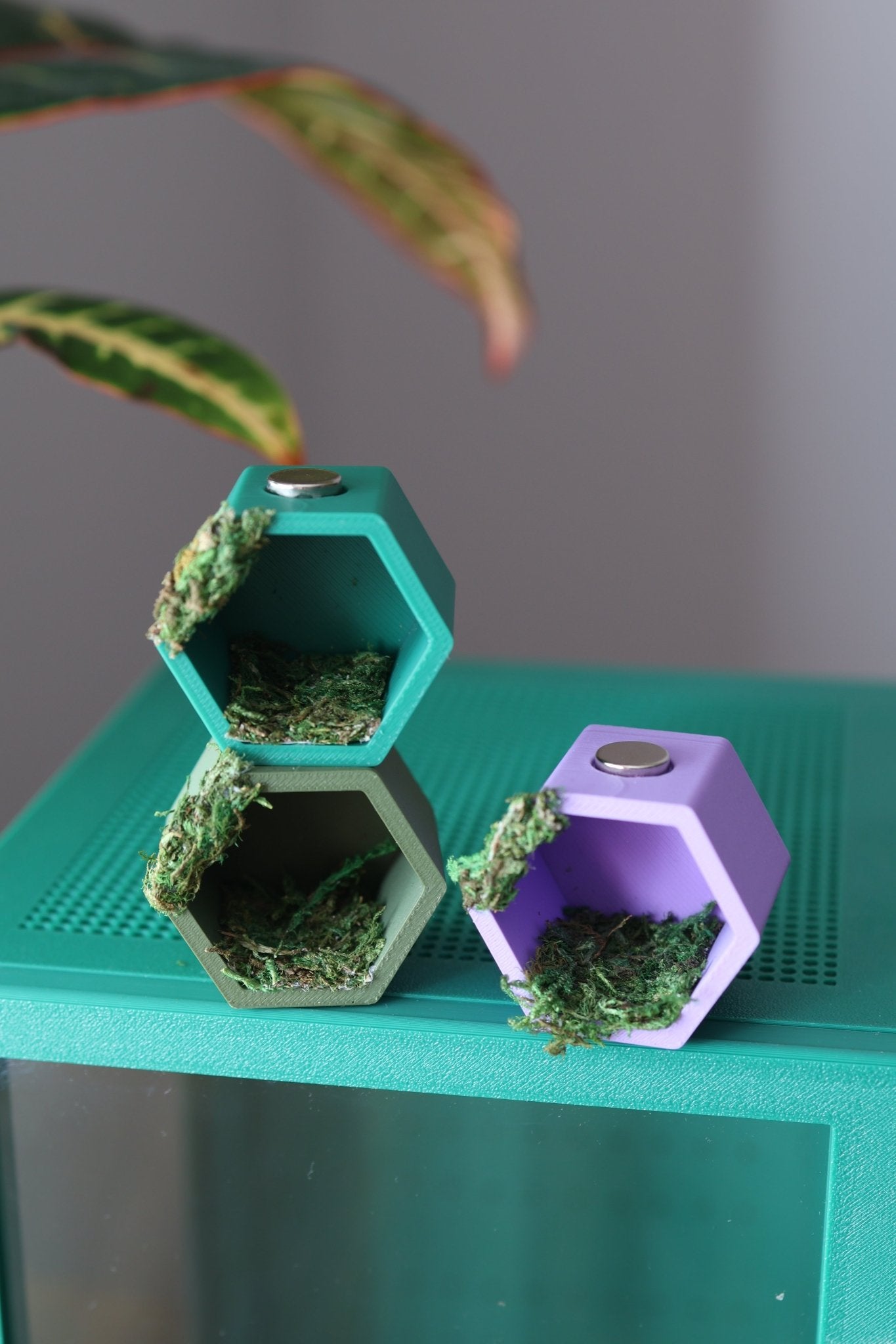Hex Hide for Jumping Spider With Real Moss - Magnetic Hexagonal Hide - Spider Enclosure Accessory jumping spider - Spooder Nook