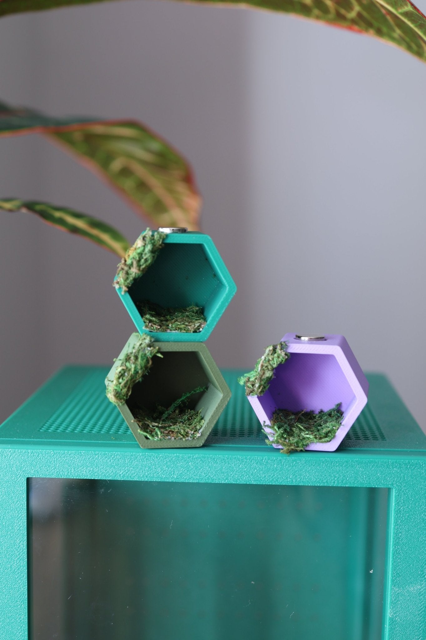 Hex Hide for Jumping Spider With Real Moss - Magnetic Hexagonal Hide - Spider Enclosure Accessory jumping spider - Spooder Nook