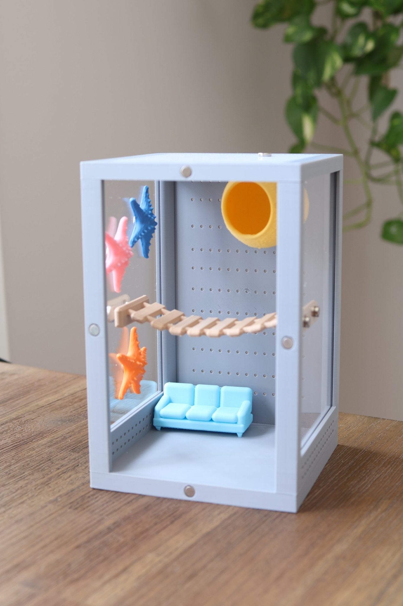 Jumping Spider Enclosure Accessories With Starfish jumping spider - Spooder Nook