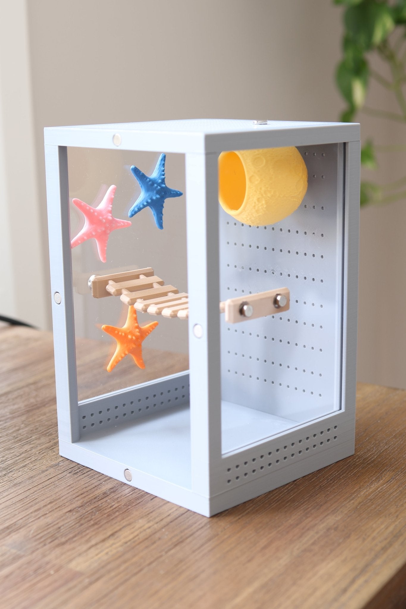 Jumping Spider Enclosure Accessories With Starfish jumping spider - Spooder Nook