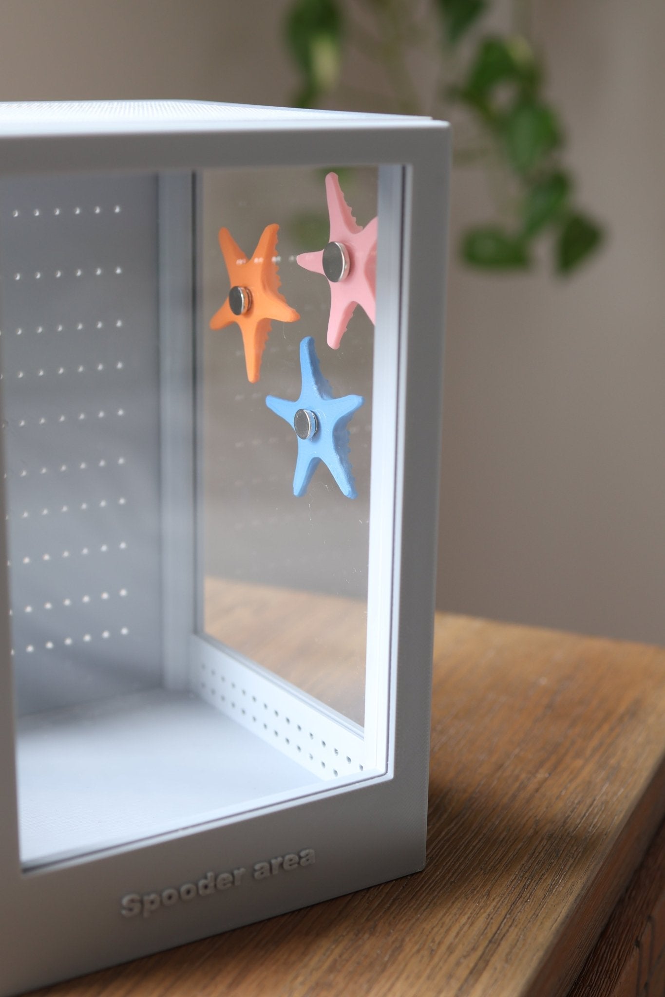Jumping Spider Enclosure Accessories With Starfish jumping spider - Spooder Nook
