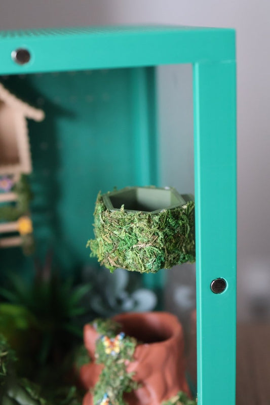 Jumping Spider Feeding Dish Covered with Real Moss jumping spider - Spooder Nook