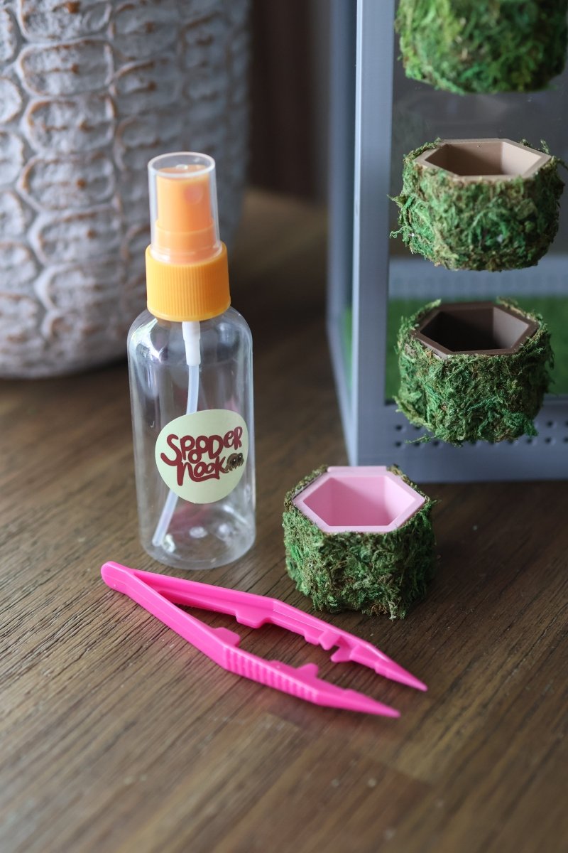 Jumping Spider Feeding Dish Covered with Real Moss jumping spider - Spooder Nook