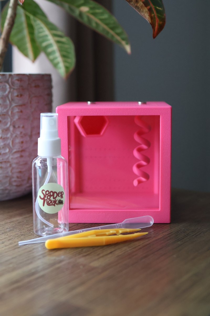 Jumping Spider Kit – With Enclosure and All Accessories To Get Started jumping spider - Spooder Nook