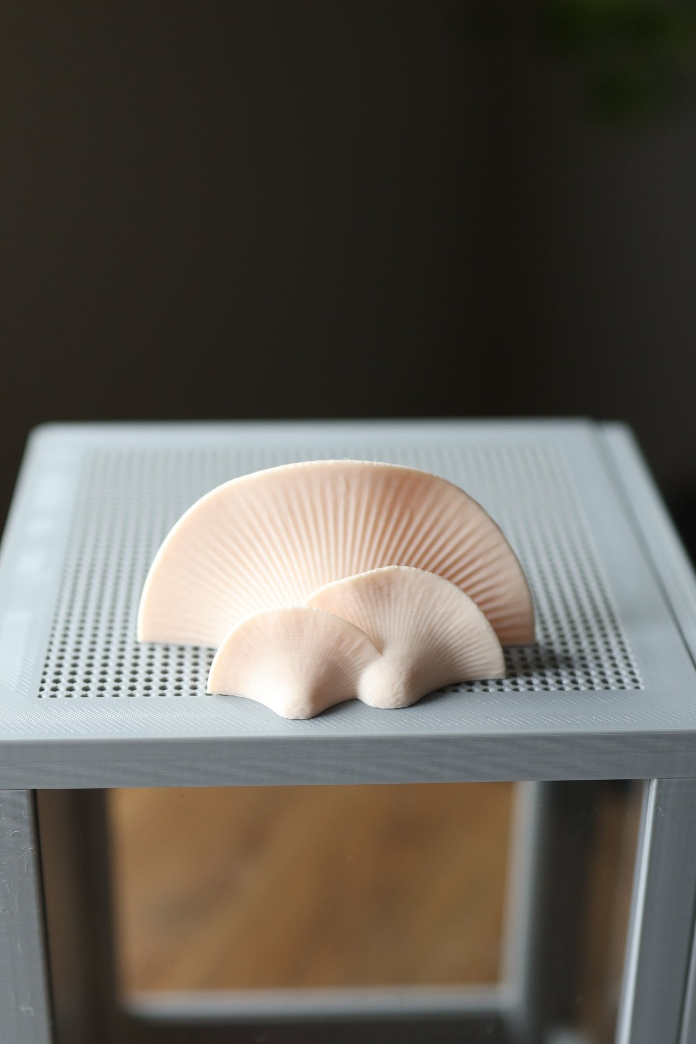 Mushroom Ledges for Jumping Spider Enclosures jumping spider - Spooder Nook
