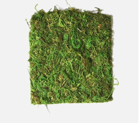 Natural Moss Mat for Jumping Spider, Reptile, or Amphibian Terrariums jumping spider - Spooder Nook