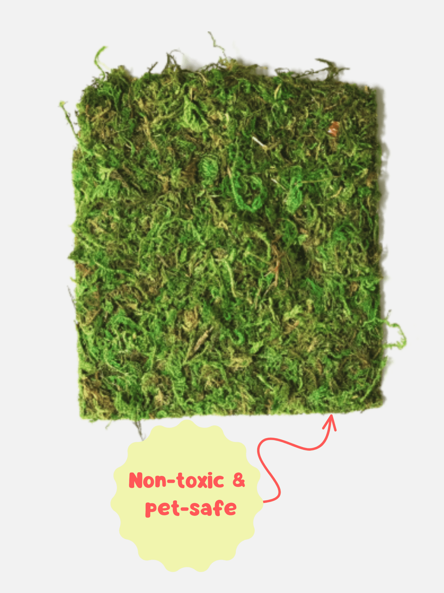 Natural Moss Mat for Jumping Spider, Reptile, or Amphibian Terrariums jumping spider - Spooder Nook