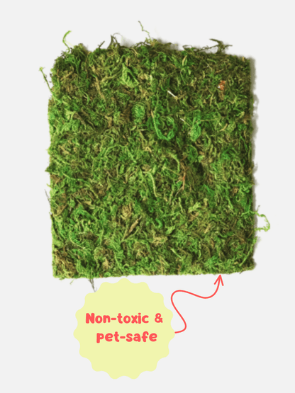 Natural Moss Mat for Jumping Spider, Reptile, or Amphibian Terrariums jumping spider - Spooder Nook