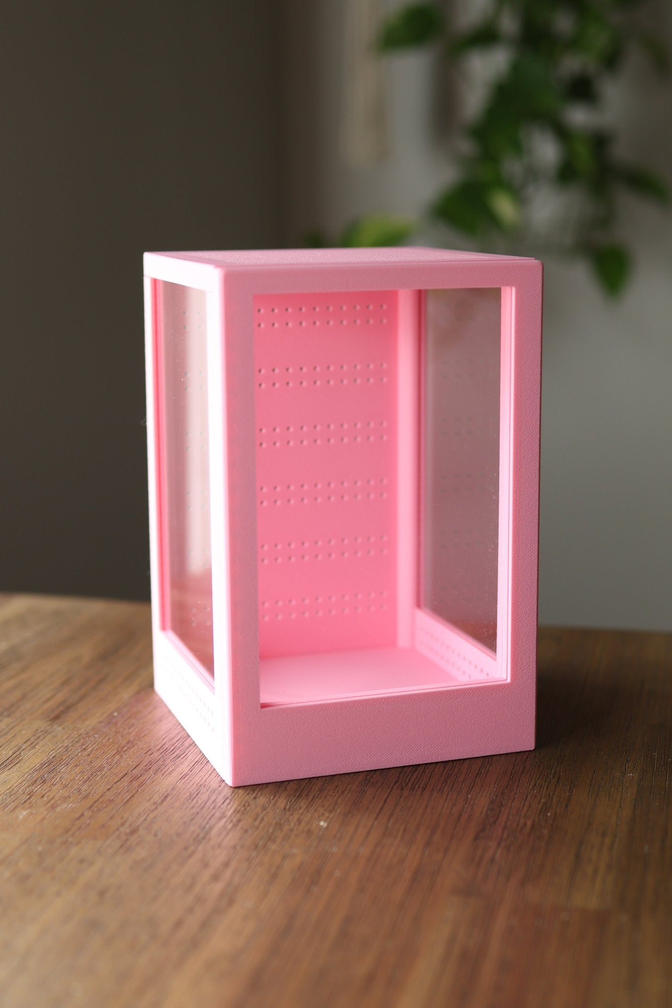 Pink jumping spider enclosure 